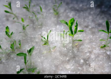 Pappelflaum auf dem Boden mit Gras, abstrakte Natur, selektiver Fokus. Stockfoto