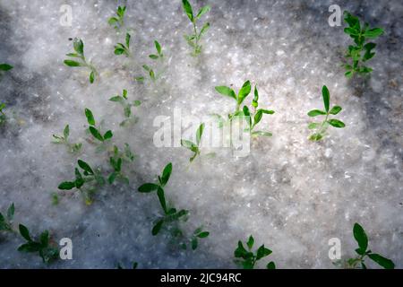 Pappelflaum auf dem Boden mit Gras, abstrakte Natur, selektiver Fokus. Stockfoto