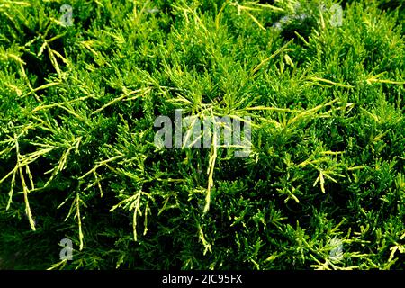 Pflanzen Sie Juniperus horizontalis auf dem Hintergrund des Gartens, Andorra Compact, Nahaufnahme. Stockfoto