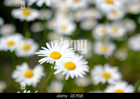 Selektiver Fokus auf Gänseblümchen, blühende wilde Kamille - Kamille, schöne Natur im Frühling. Stockfoto