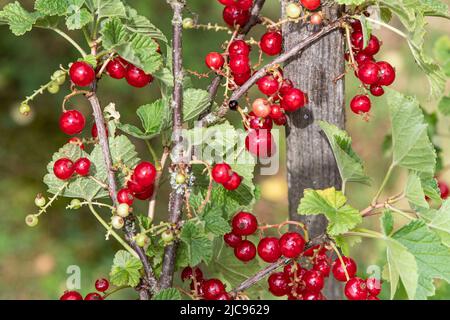 Nahaufnahme von Trauben roter Johannisbeeren, die auf einer Pflanze in einem Garten reifen Stockfoto