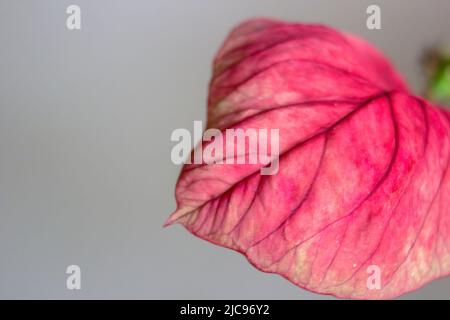 Rosafarbenes, violettes Croton-Blatt und sichtbare Ader darauf. Makroaufnahme eines Pflanzenblatts vor weißem Hintergrund. Makroaufnahme in Nahaufnahme. Stockfoto