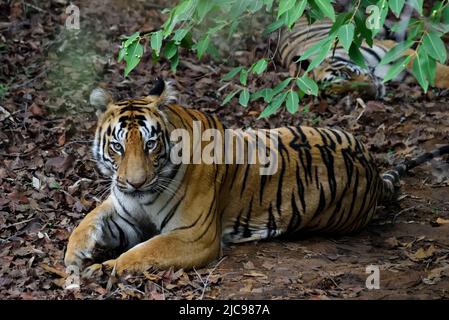 Bengalischer Tiger, weibliche Tigerin, Tadoba Tiger Reserve, Wildtiere bhopal, Indien Stockfoto