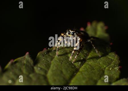 Springende Spinne, die auf dem Blatt sitzt. Stockfoto