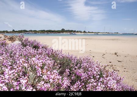 Praia dos Tesos mit seiner geschützten Küste und seinem flachen Wasser ist perfekt für ein "abseits der ausgetretenen Pfade" Stranderlebnis - Tavira, Algarve, Portugal Stockfoto
