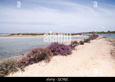 Praia dos Tesos mit seiner geschützten Küste und seinem flachen Wasser ist perfekt für ein "abseits der ausgetretenen Pfade" Stranderlebnis - Tavira, Algarve, Portugal Stockfoto