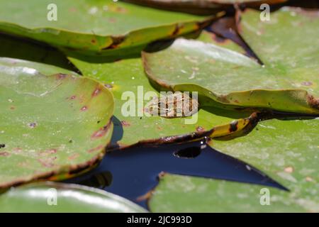 Frosch, der sich auf einer Seerose in der algarvischen Hitze sonnen - Aljezur, Portugal Stockfoto