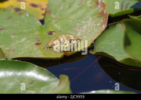 Frosch, der sich auf einer Seerose in der algarvischen Hitze sonnen - Aljezur, Portugal Stockfoto