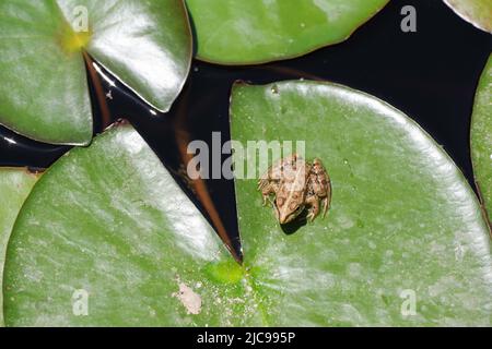 Frosch, der sich auf einer Seerose in der algarvischen Hitze sonnen - Aljezur, Portugal Stockfoto