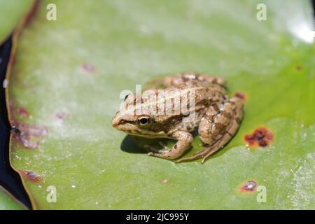 Frosch, der sich auf einer Seerose in der algarvischen Hitze sonnen - Aljezur, Portugal Stockfoto