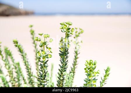 Der Strand Praia da Amoreira ist die Heimat einer Reihe von Küstenpflanzenarten - Algarve, Portugal Stockfoto