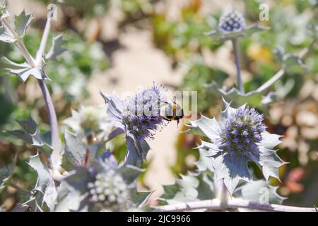 Der Strand Praia da Amoreira beherbergt eine Reihe von Küstenpflanzenarten wie diesen Eryngium maritimum - Algarve, Portugal Stockfoto