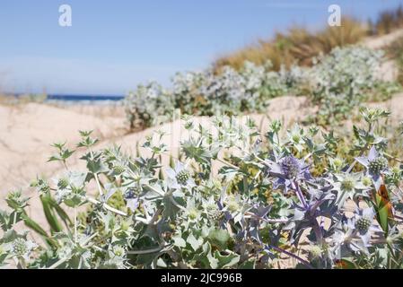 Der Strand Praia da Amoreira beherbergt eine Reihe von Küstenpflanzenarten wie diesen Eryngium maritimum - Algarve, Portugal Stockfoto