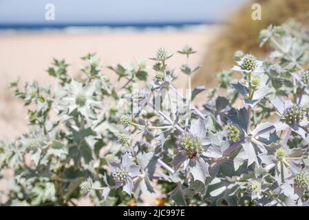 Der Strand Praia da Amoreira beherbergt eine Reihe von Küstenpflanzenarten wie diesen Eryngium maritimum - Algarve, Portugal Stockfoto