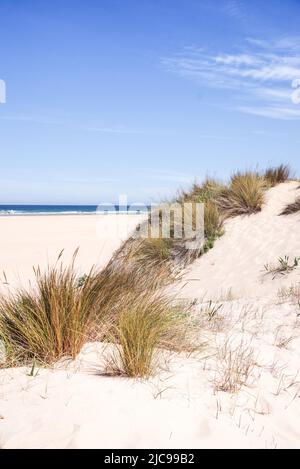 Gräser wachsen in Sanddünen entlang des wunderschönen Strandes Praia da Amoreira - Algarve, Portugal Stockfoto