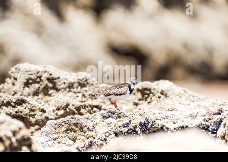 Ruddige Drehscheibe (Arenaria interpres) über ihre Migration an der Algarve, Portugal Stockfoto