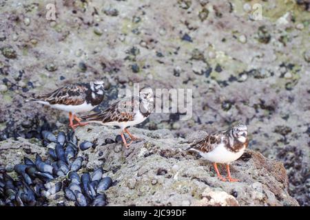 Ruddige Drehscheibe (Arenaria interpres) über ihre Migration an der Algarve, Portugal Stockfoto