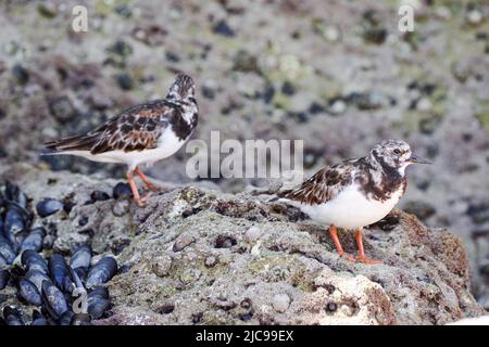 Ruddige Drehscheibe (Arenaria interpres) über ihre Migration an der Algarve, Portugal Stockfoto