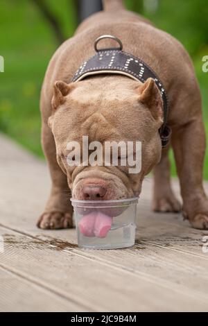 Ein amerikanischer Bully-Hund trinkt Wasser auf einem Spaziergang im Park. Ein fürsorglicher Besitzer nimmt Wasser für ein Haustier an einem heißen Tag Stockfoto