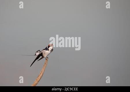 Rotkappenschwalbe / Schwalbe / Hirundo smithii Stockfoto