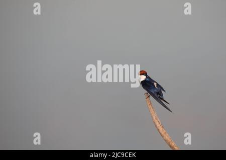 Rotkappenschwalbe / Schwalbe / Hirundo smithii Stockfoto