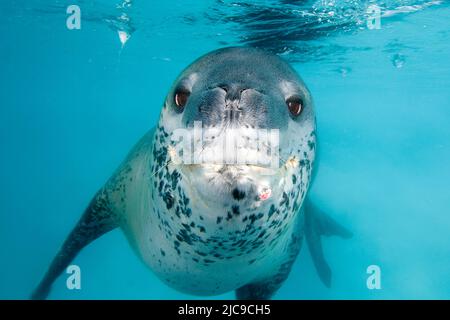 Leopardenrobbe (Hydruga leptonyx), Pleneau Island, Antarktische Halbinsel, Antarktis Stockfoto