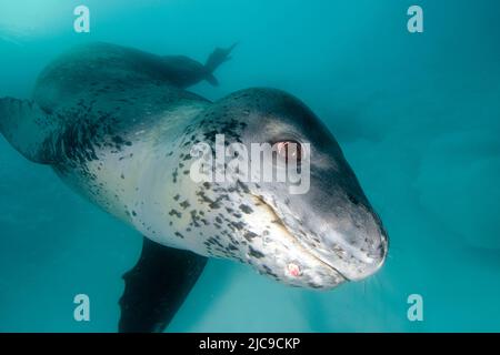 Leopardenrobbe (Hydruga leptonyx), Pleneau Island, Antarktische Halbinsel, Antarktis Stockfoto