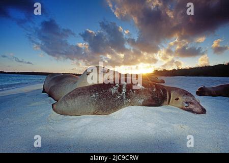 Galapagos Seelöwen (Zalophus californianus wollebaecki), am Strand, Sonnenuntergang, Punta Cormorant, Insel Floreana, Galapagos, Achipelago, Ecuador Stockfoto