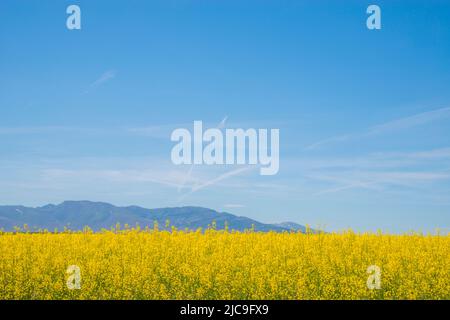 Colza Plantage. Ligos, Provinz Soria, Castilla Leon, Spanien. Stockfoto