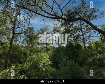 Die Sonne scheint durch die Bäume eines Waldes Stockfoto