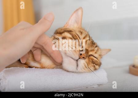 Eine Frau massiert den Körper und die Schnauze einer Katze. Entspannung im Spa. Stockfoto