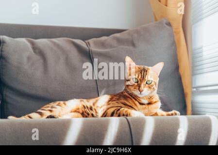 Bengalkatze ruht auf einem Sofa in der Nähe des Fensters im Wohnzimmer. Stockfoto