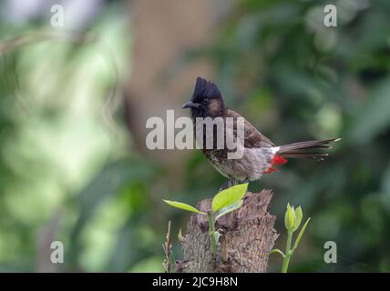 Der rotbelüftete Bulbul ist ein Mitglied der Bulbul-Familie der Passanten. Es ist ein residenter Züchter auf dem indischen Subkontinent, einschließlich Sudan Extendi Stockfoto