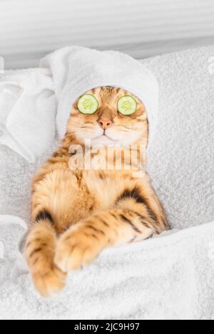 Bengalkatze mit Gurken vor seinen Augen im Spa. Vertikale Aufnahme. Stockfoto