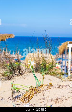 Sanddünen am Strand von Arkutino, an der bulgarischen Schwarzmeerküste, am Strand von Arkutino in der Nähe des Naturschutzgebietes Ropotamo Stockfoto