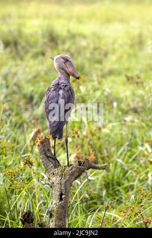 Der Schuhablattenstorch, balaeniceps rex, thront auf einem toten Baumstamm über dem Sumpfland des Queen Elizabeth National Park, Uganda. Dies gefährdet die Gefahr Stockfoto