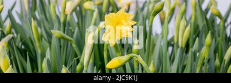 Banner mit zarten Blüten von seltenen Sorten von terry Narzissen von gelber Farbe. Frühling Blumen Hintergrund. Gartenarbeit als Hobby. Die Schönheit der Natur. Stockfoto