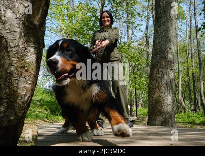 Frau bei zwei berner Berghunden ein sonniger Tag im sonnigen Park Stockfoto