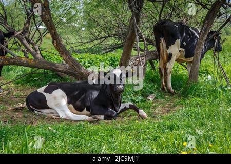 Kuh, die im Schatten der Bäume auf dem Gras liegt. Die Kuh ruht und schaut auf die Kamera. Stockfoto