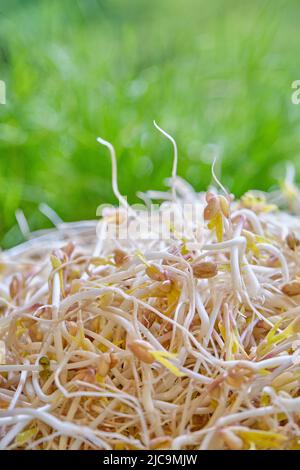 Junge grüne Bohnensprossen auf hellgrünem Hintergrund. Gesunde, frische vegetarische Speisen Stockfoto