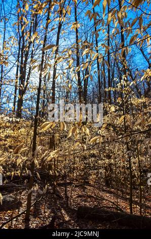 Herbstwald mit gelbem Laub, das in der Sonne glüht. Cuyahoga Valley National Park, Ohio. USA Stockfoto
