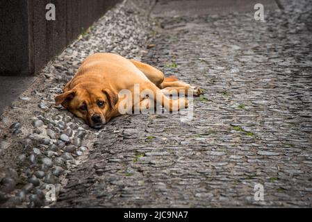 Teilweise blinder Hund in den Straßen von Funchal Stockfoto