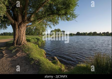 Abendsonne über Heron Pond im Bushy Park in Surrey England Stockfoto