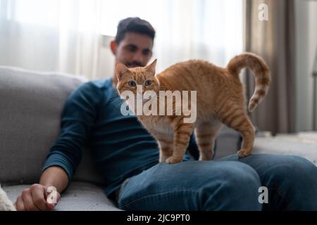 Der junge Mann spielt auf einem Sofa mit einer braunen gestromten Katze Stockfoto