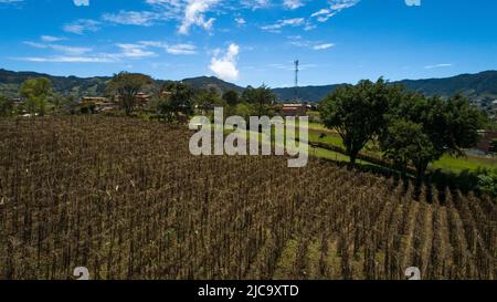 Kultivierte Felder mit Bäumen und Bergen in der Umgebung von Carmen de VIBORAL, Antioquia / Kolumbien Stockfoto