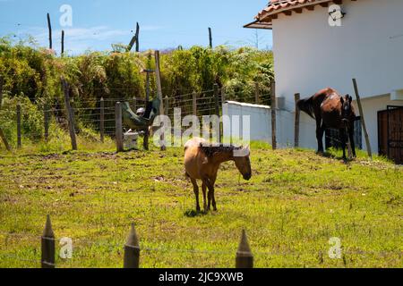 Ein Pferd, das Gras auf der Wiese in Carmen de VIBORAL, Antioquia, Kolumbien, isst Stockfoto