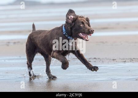 Am Strand arbeitend Cocker Spaniel Dog Stockfoto