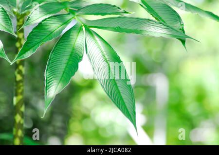 Amorphallus konjac, Devils Zunge Pflanze oder Schatten Palm oder Regenschirm Arum Pflanze Stockfoto