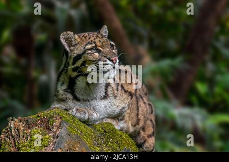 Die vom Festland getrübte Leopard (Neofelis nebulosa) Wildkatze stammt aus den Ausläufern des Himalaya über das südostasiatische Festland bis nach Südchina Stockfoto