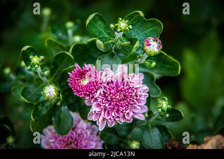 Wunderschöne kleine rosa Mütter, umgeben von verschwommenem Grün - Pollen, die auf Blumen und Blättern verstreut sind - selektiver Fokus und Copyspace Stockfoto